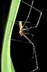 Daddy long legs spider on a plant inside a home.