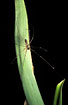 Photo ofDaddy long legs spider (Pholcus phalangioides). Photographer: 