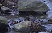 White-throated Dipper in a stream.