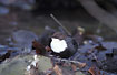 
White-throated Dipper in a stream.