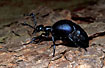 Photo ofOil beetle (Meloe proscarabaeus / Meloe violaceus). Photographer: 