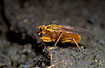 Yellow Dung fly on cow dung.