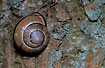 Photo ofBrown Lipped Snail (Cepaea nemoralis). Photographer: 
