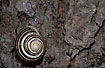 Photo ofWhite-lipped Banded Snail (Cepaea hortensis). Photographer: 