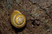 Photo ofWhite-lipped Banded Snail (Cepaea hortensis). Photographer: 