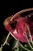 Photo ofSmall Elephant Hawk-moth  (Deilephila porcellus). Photographer: 