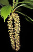 Foto af Dun-Birk (Betula pubescens). Fotograf: 