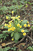 Photo ofPrimrose x Cowslip (Primula veris x vulgaris). Photographer: 