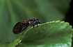 The Alderfly Sialis lutaria.