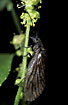 The Alderfly Sialis lutaria on Mercurialis perennis.