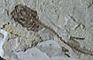 Fossil fish of the Sardinella type.