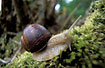 Photo ofRoman snail (Helix pomatia). Photographer: 