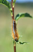 Photo ofCommon Lackey Moth (Malacosoma neustria). Photographer: 