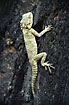 Sling-tailed Agama.