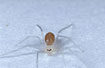 Newly hatched young of Daddy long legs spider