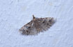 Photo ofMany-plume moth, twenty-plume moth (Alucita hexadactyla). Photographer: 