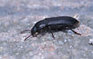 Photo ofYellow Mealworm Beetle (Tenebrio molitor). Photographer: 