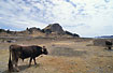 A bull working in a field on the shores of Lake Titicaca.