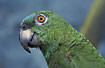 Photo ofBlue-fronted Amazon (Amazona aestiva). Photographer: 