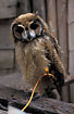 Owl young at a local bird trader.