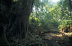 Stream in primary rainforest.