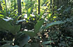 Ground vegetation of the rainforest.