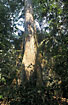 A large tree in the rainforest.