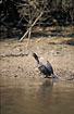 Neotropical Cormorant that has caught af fish in a river on the pampas.