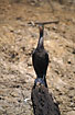Foto af Olivaceous cormorant, Neotropical cormorant (Phalacrocorax olivaceus olivaceus). Fotograf: 