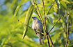A Blue-grey Tanager in morning light.