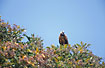 Photo ofBlack-collared Hawk (Busarellus nigricollis). Photographer: 