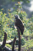Photo ofBlack-collared Hawk (Busarellus nigricollis). Photographer: 