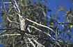Foto af Amerikansk Trnfalk (Falco sparverius). Fotograf: 