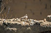 Foto af Bare-faced Ground-Dove (Metriopelia ceciliae). Fotograf: 