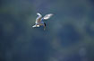 Photo ofLarge-billed Tern (Phaetusa simplex). Photographer: 