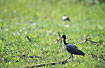 Foto af Brun ibis (Phimosus infuscatus). Fotograf: 