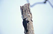 Yellow-tufted Woodpecker by its nest.