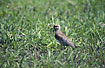 Photo ofSouthern Lapwing (Vanellus chilensis lampronotus). Photographer: 