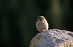 Rufous-collared Sparrow in evening light.