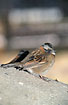 Photo ofRufous-collared Sparrow (Zonotrichia capensis pulacayensis). Photographer: 