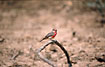 Photo ofVermilion Flycatcher (Pyrocephalus rubinus). Photographer: 