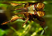 Foto af Vandrver (Ilyocoris cimicoides). Fotograf: 