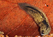 Photo of (Dugesia gonocephala). Photographer: 