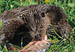European Otter. Captive.