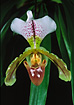 Paphiopedilum orchid. Cultivated.
