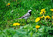 White Wagtail.