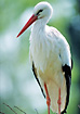 White Stork. Captive.
