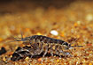 Photo of (Asellus aquaticus). Photographer: 