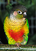 Yellow-sided Conure. Captive.