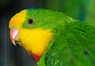 Portrait of Superb Parrot. Captive.